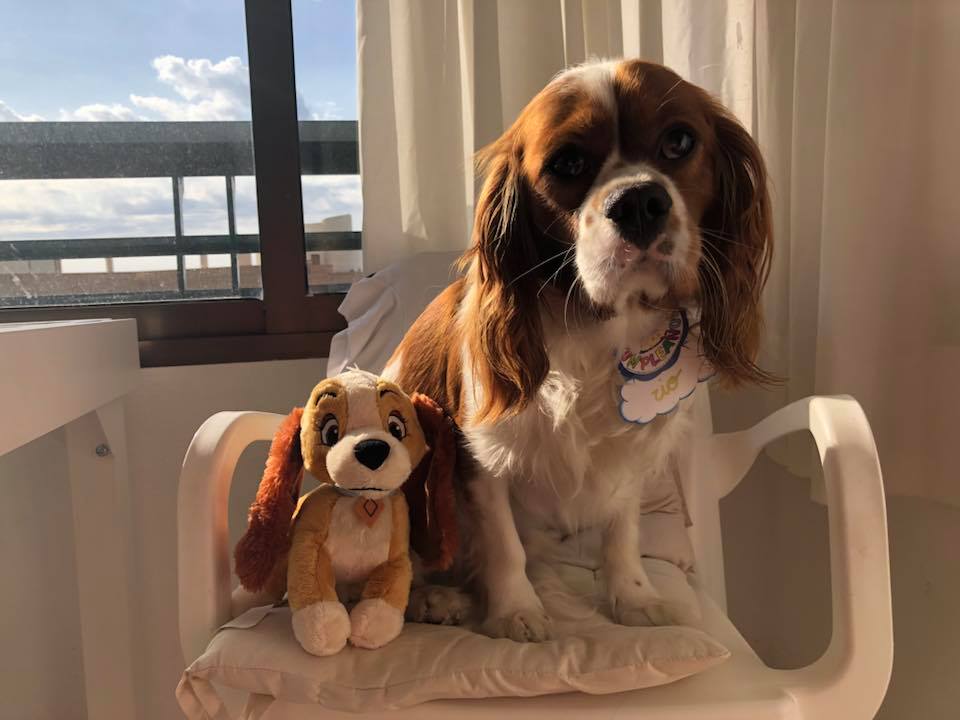 33922238_10156552753096133_5149280245869707264_n