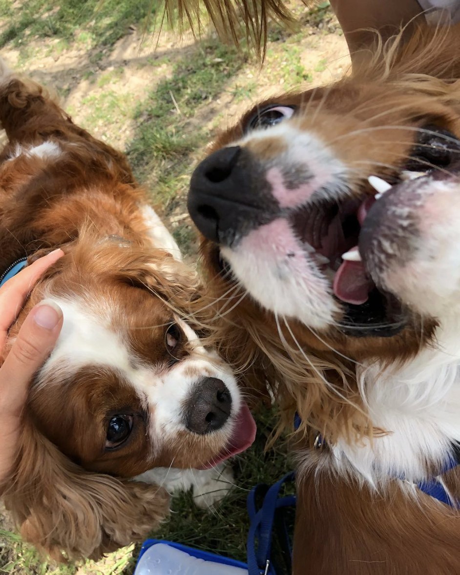 Screen Shot 2018-05-29 at 09.24.08