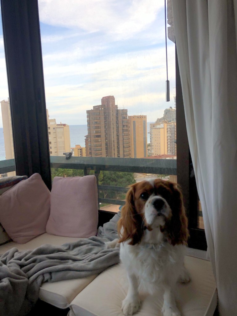 Rio sitting on his ottoman with Benidorm behind 