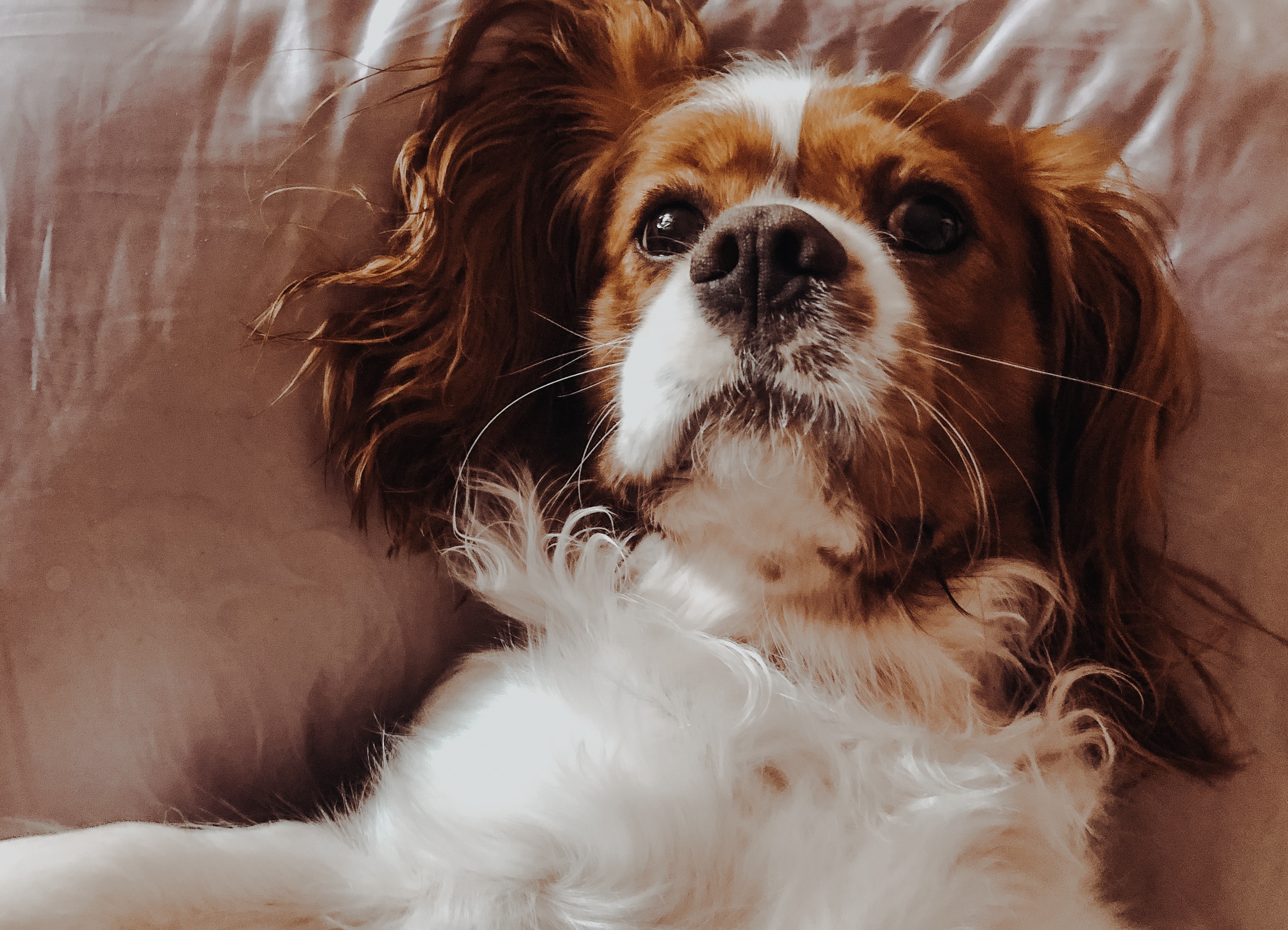 cavalier king charles spaniel laying on pillow