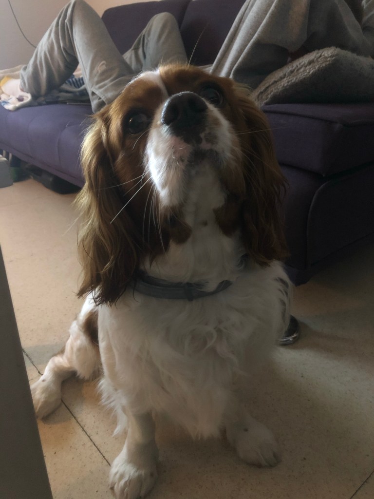 Rio being a good boy 