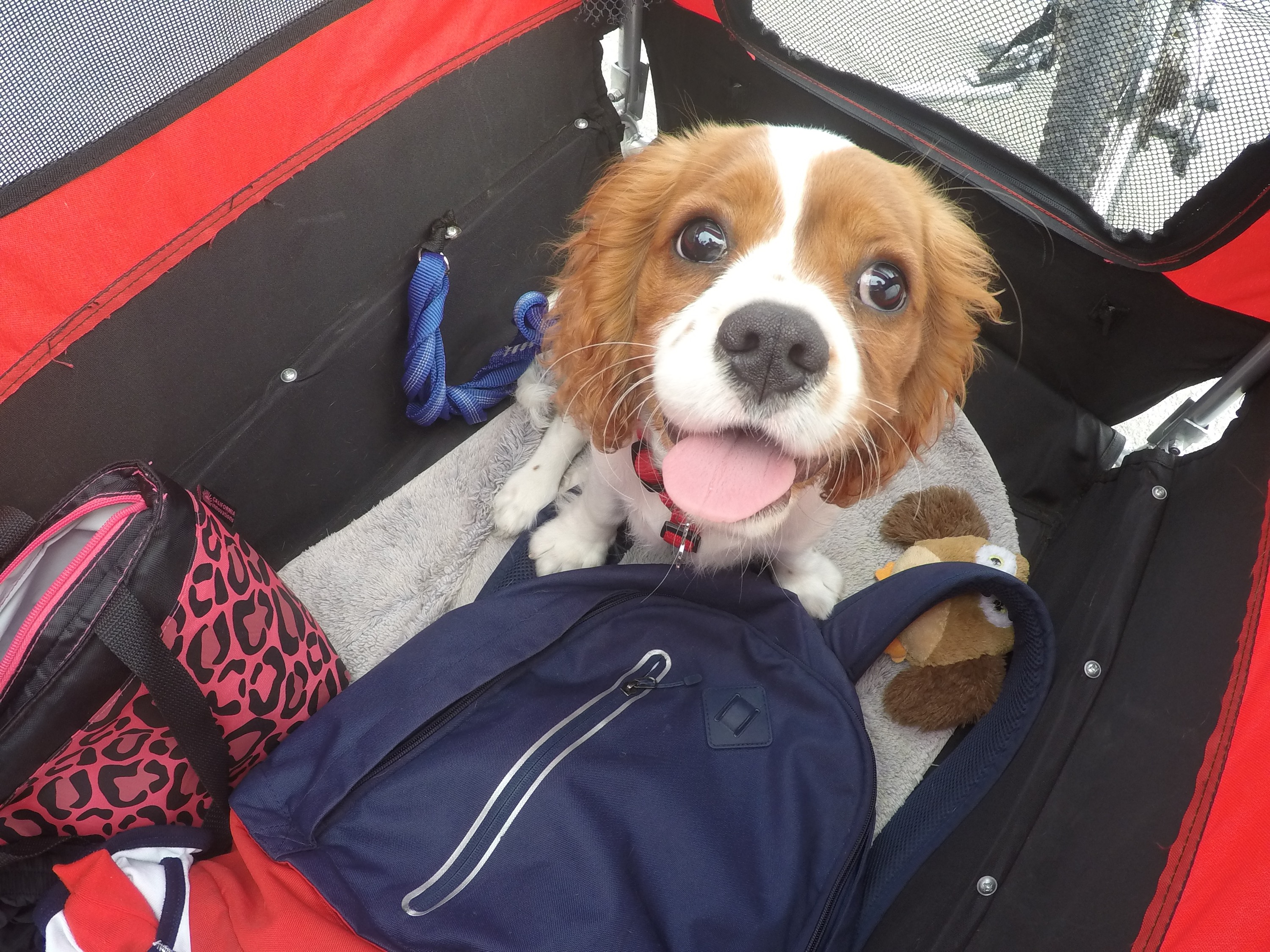 DCIM101GOPROGOPR2609.