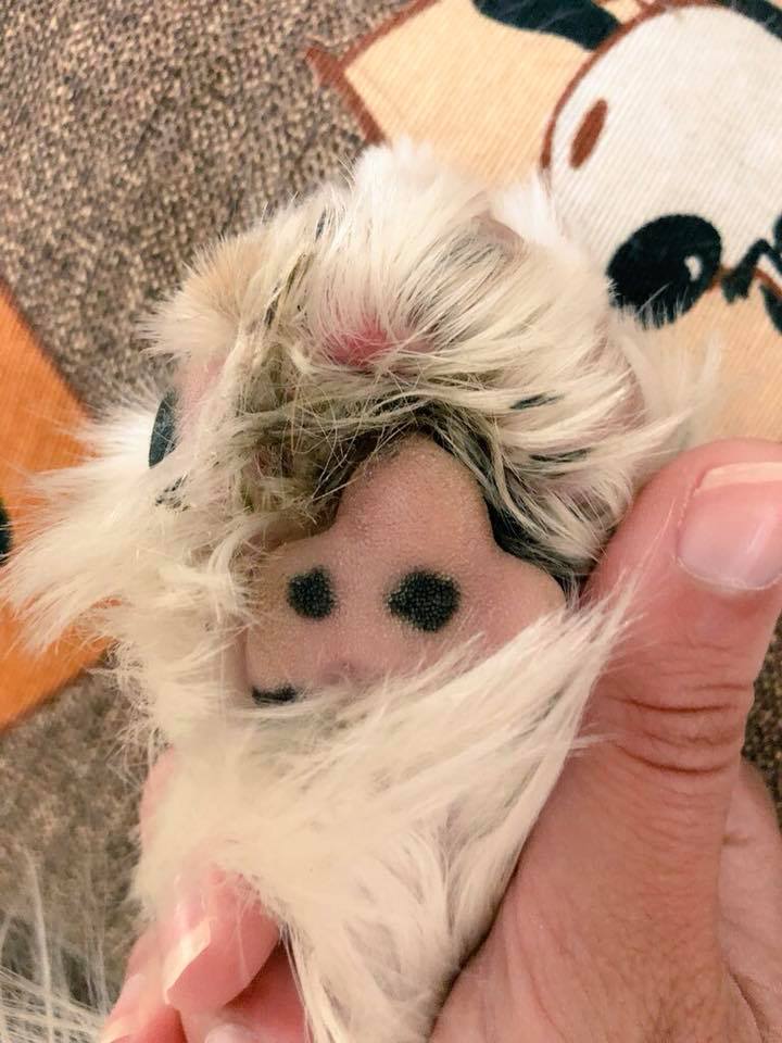 30571865_10156426742541133_6327378122916233216_n