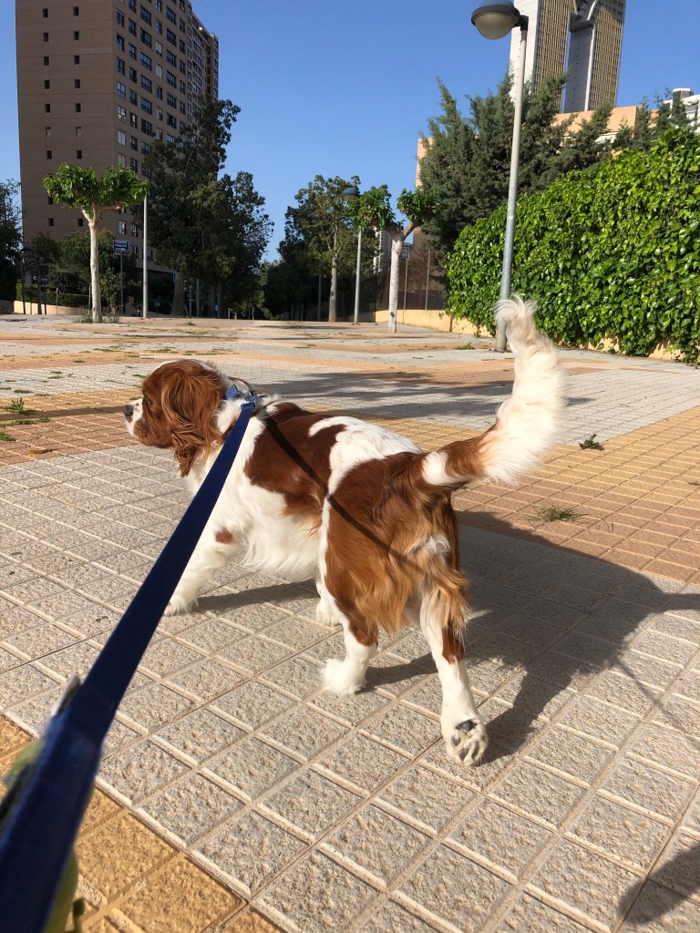 Rio on his walk 