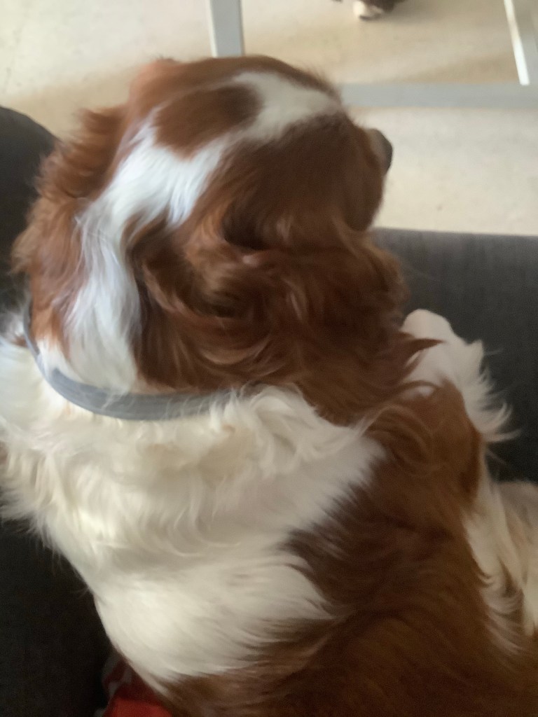Cavalier King Charles spaniel provides comfort and support 