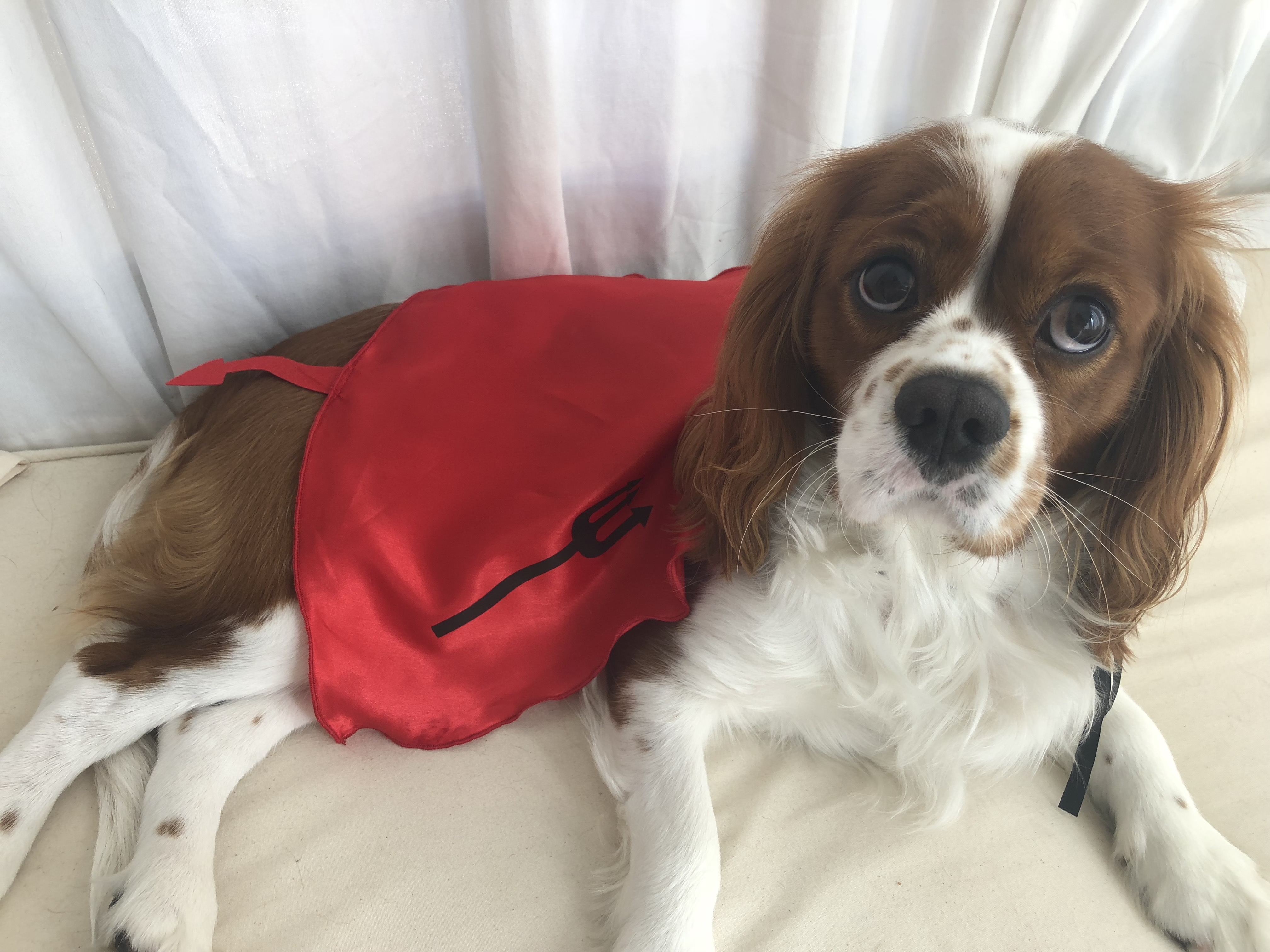 cavalier king charles dog spaniel in devil costume