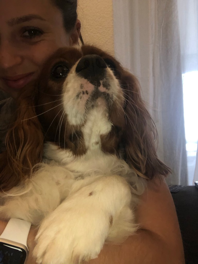 Cavalier King Charles spaniel cuddles 
