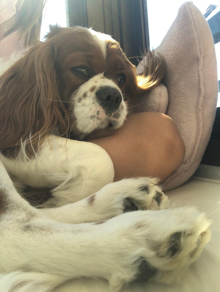 Cavalier King Charles spaniel cuddling his mum