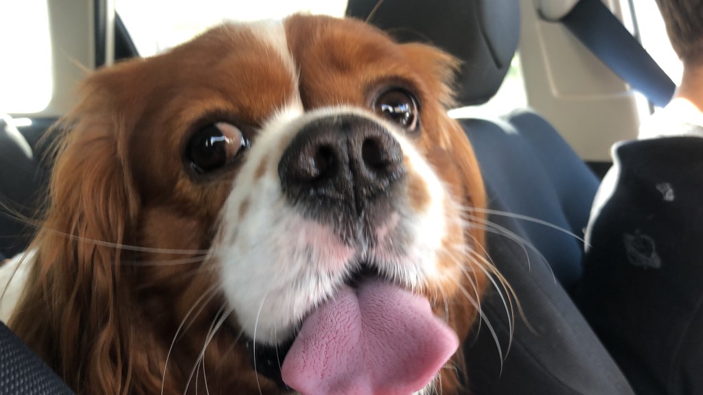 Cavalier King Charles spaniel driving around Benidorm lockdown 