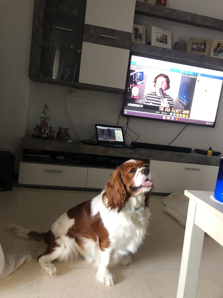Cavalier King Charles spaniel in Benidorm lockdown 