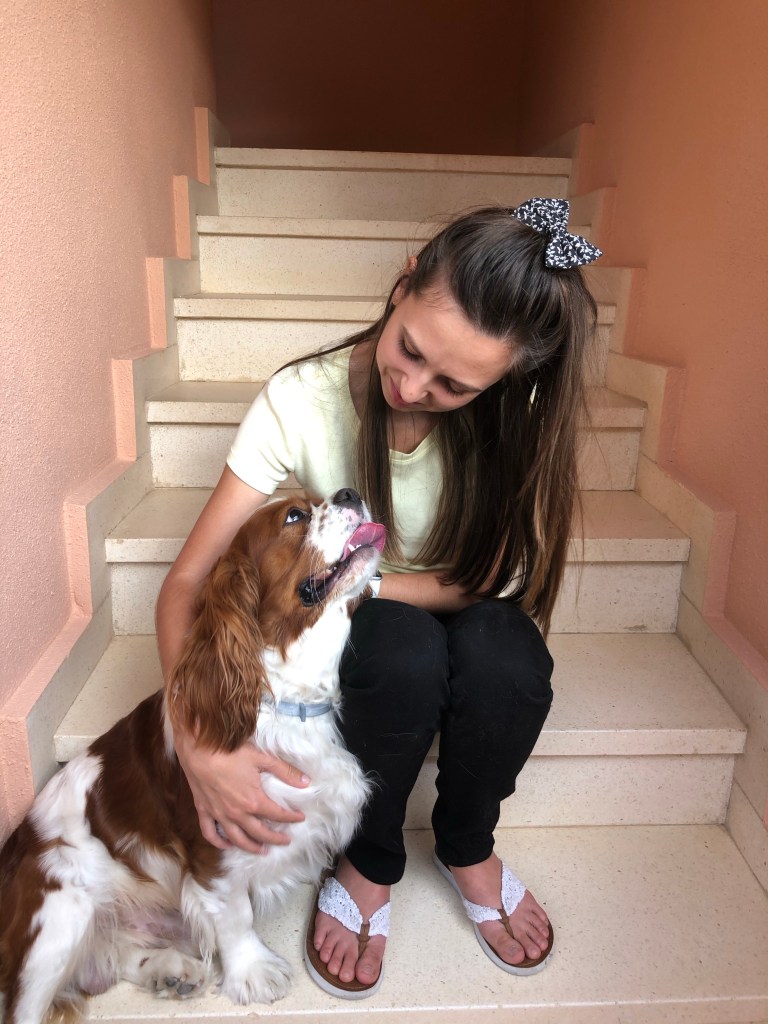 Cavalier King Charles spaniel  giving cuddles 