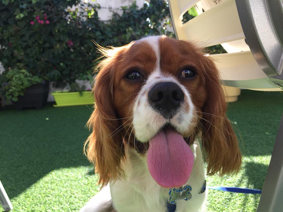 cavalier king charles with his tongue out in a cafe