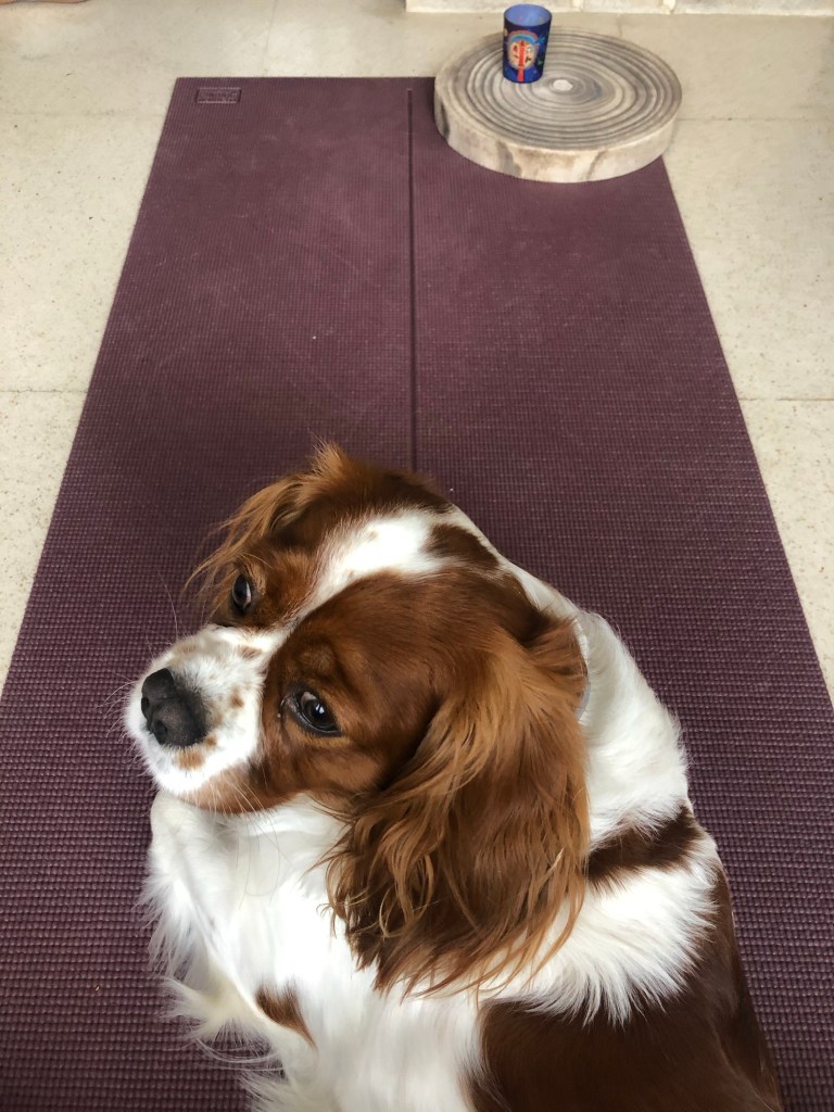 Rio sitting on my yoga mat