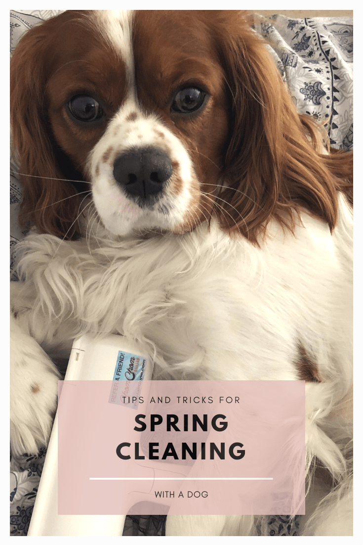 spring cleaning with a dog