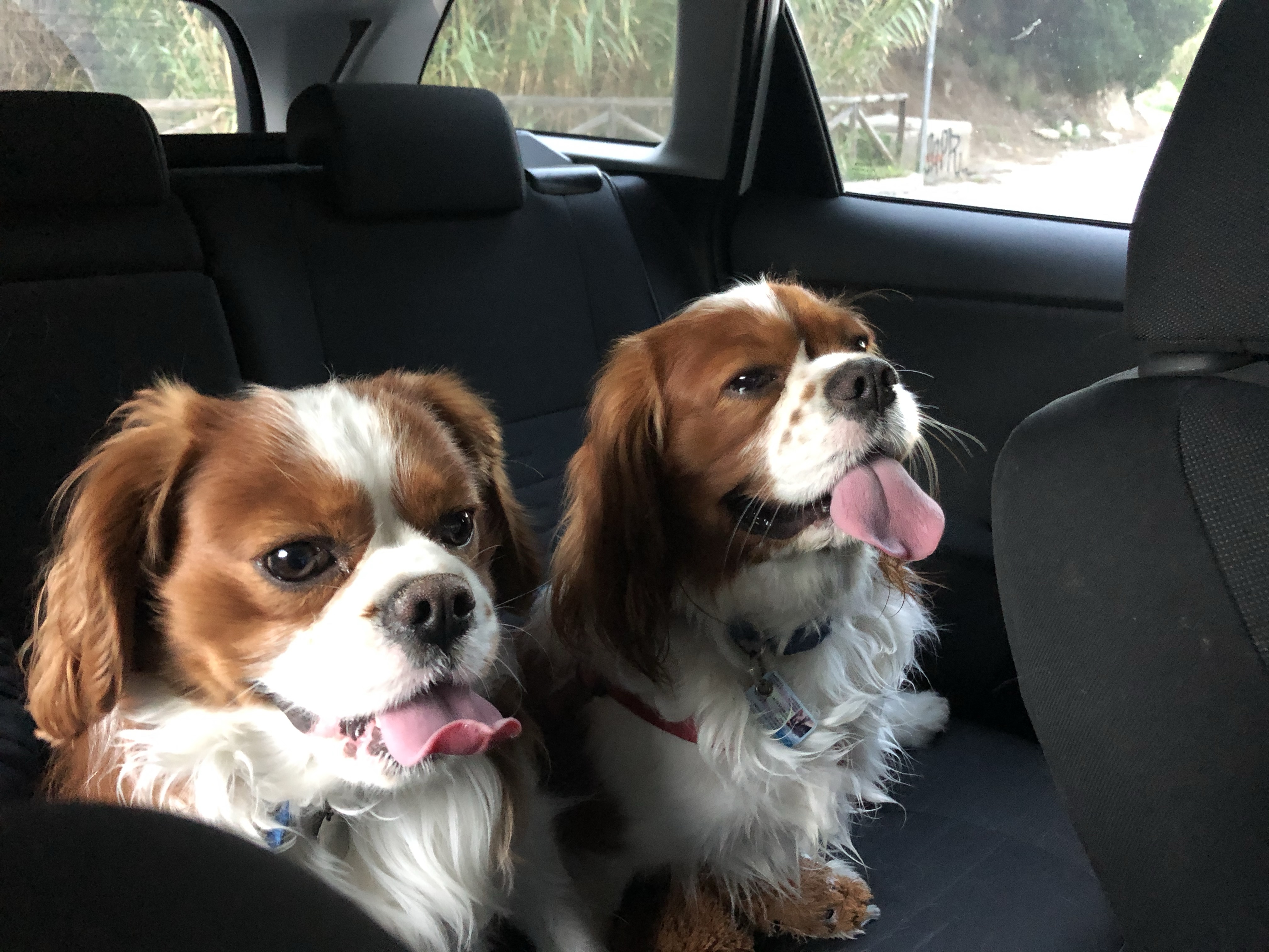 Two cavaliers on a road trip