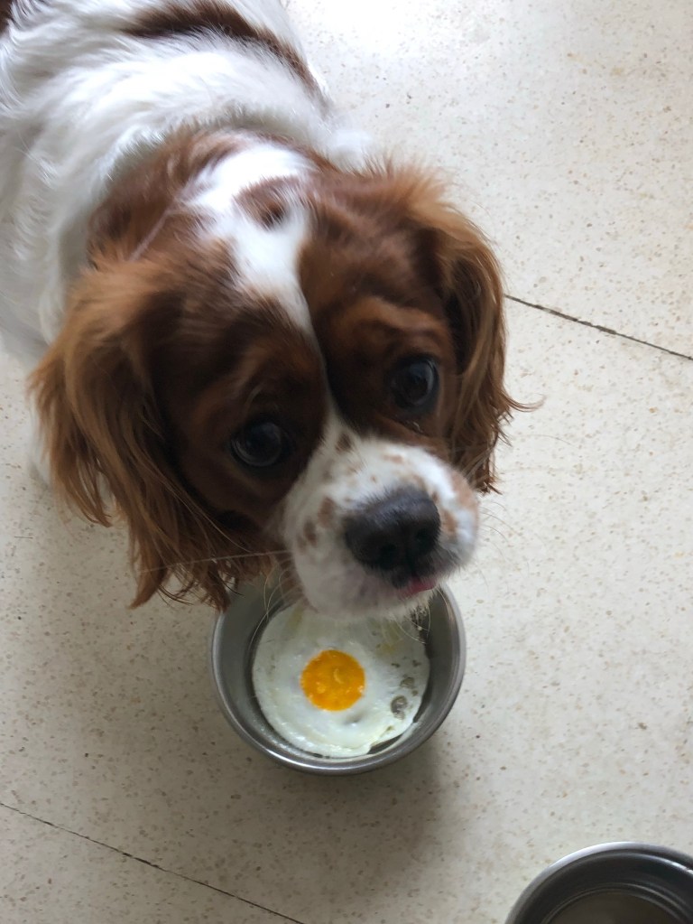 Rio eating his eggs 