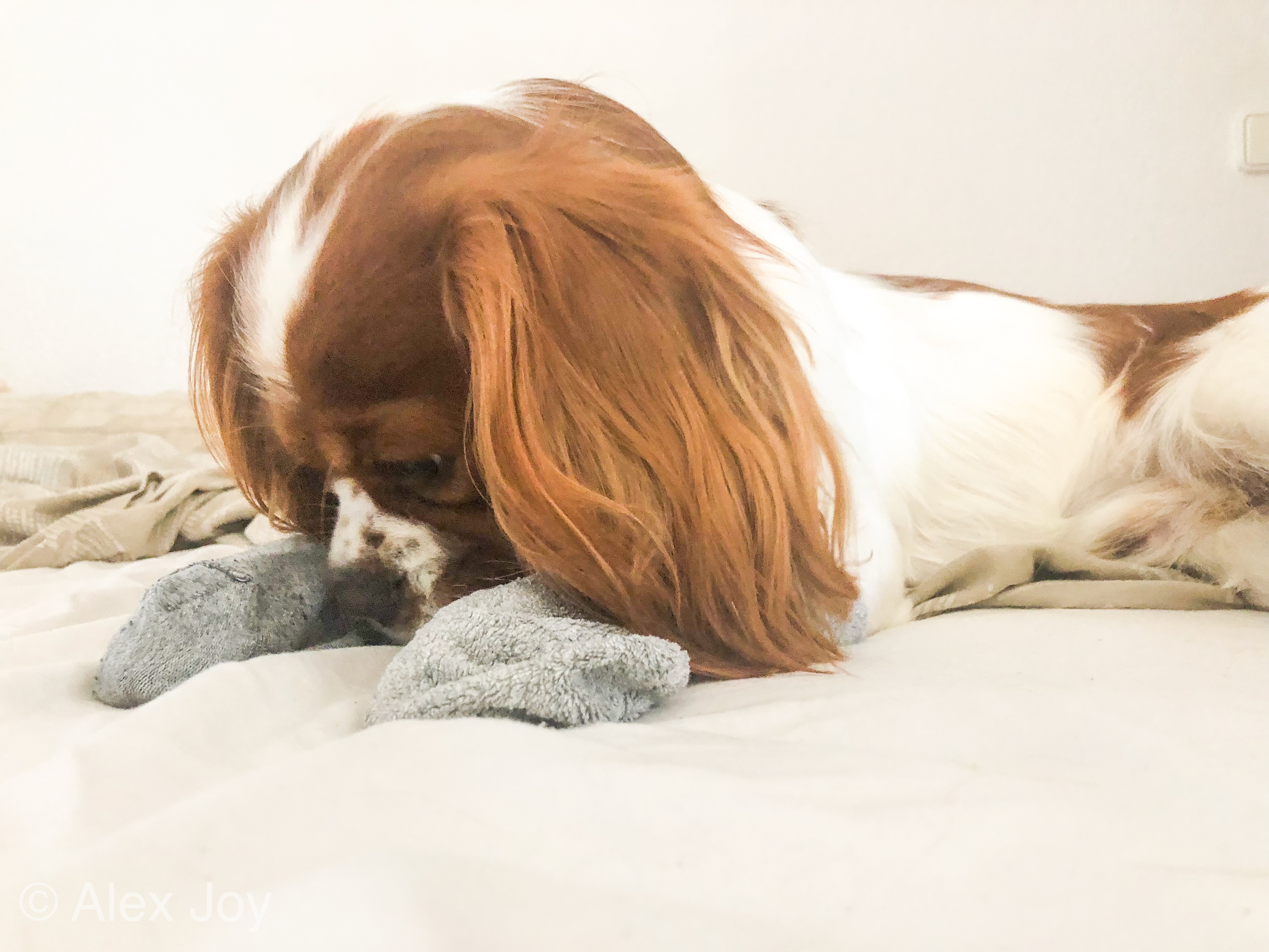 cavalier puppy in clothes looking confused and a little sad adorable dog