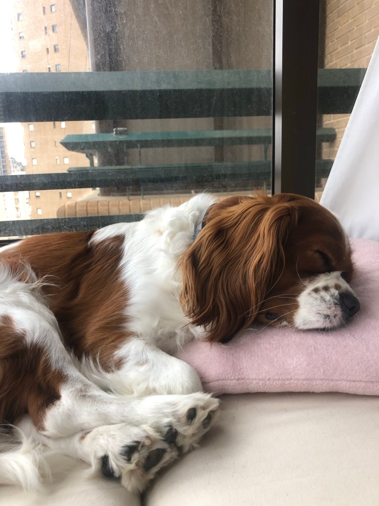 Rio asleep on the ottoman 