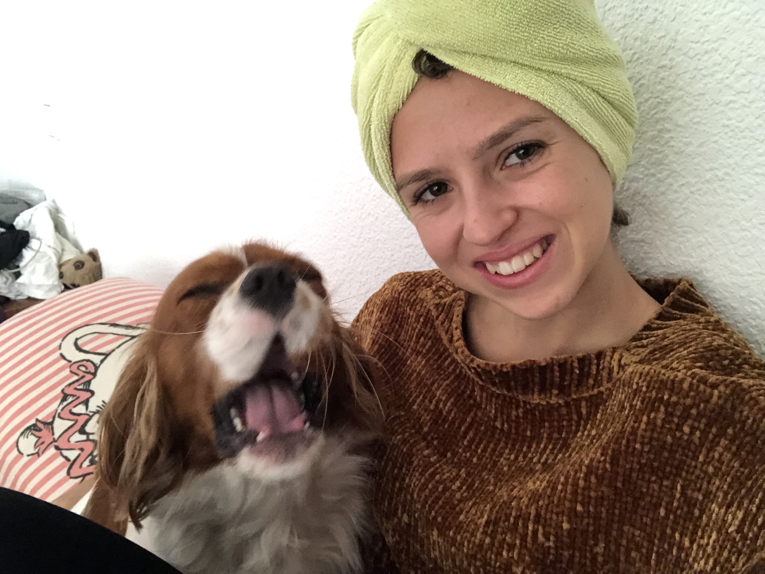 cavalier king charles spaniel yawning