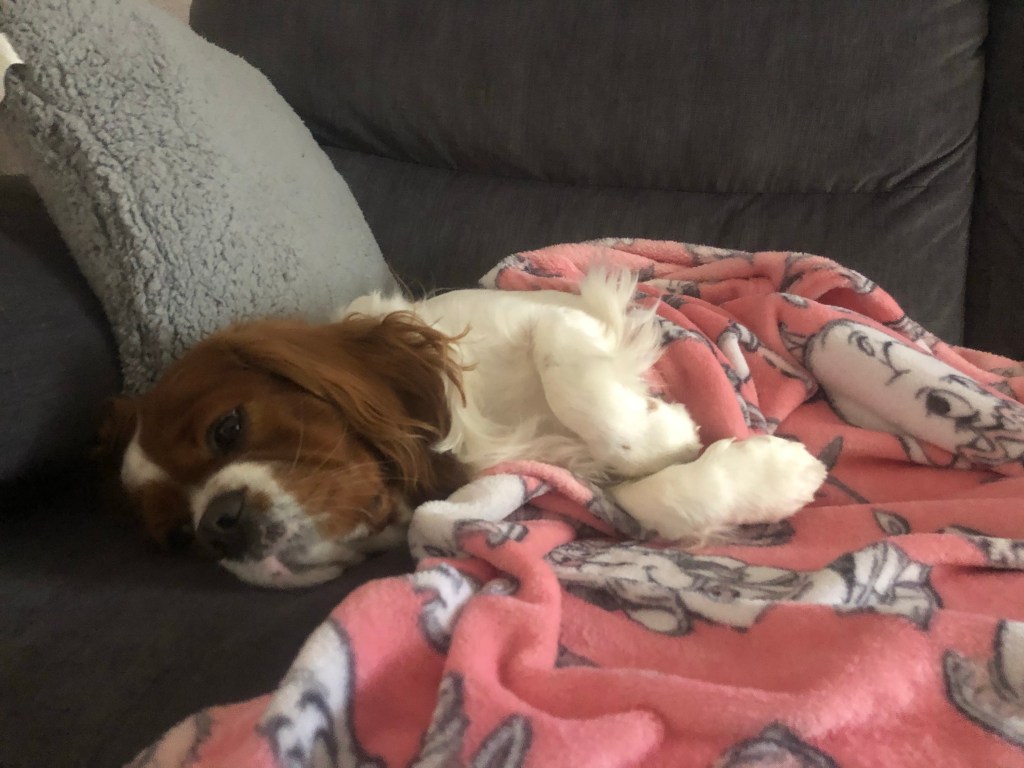 Rio cosy in bed in lockdown 