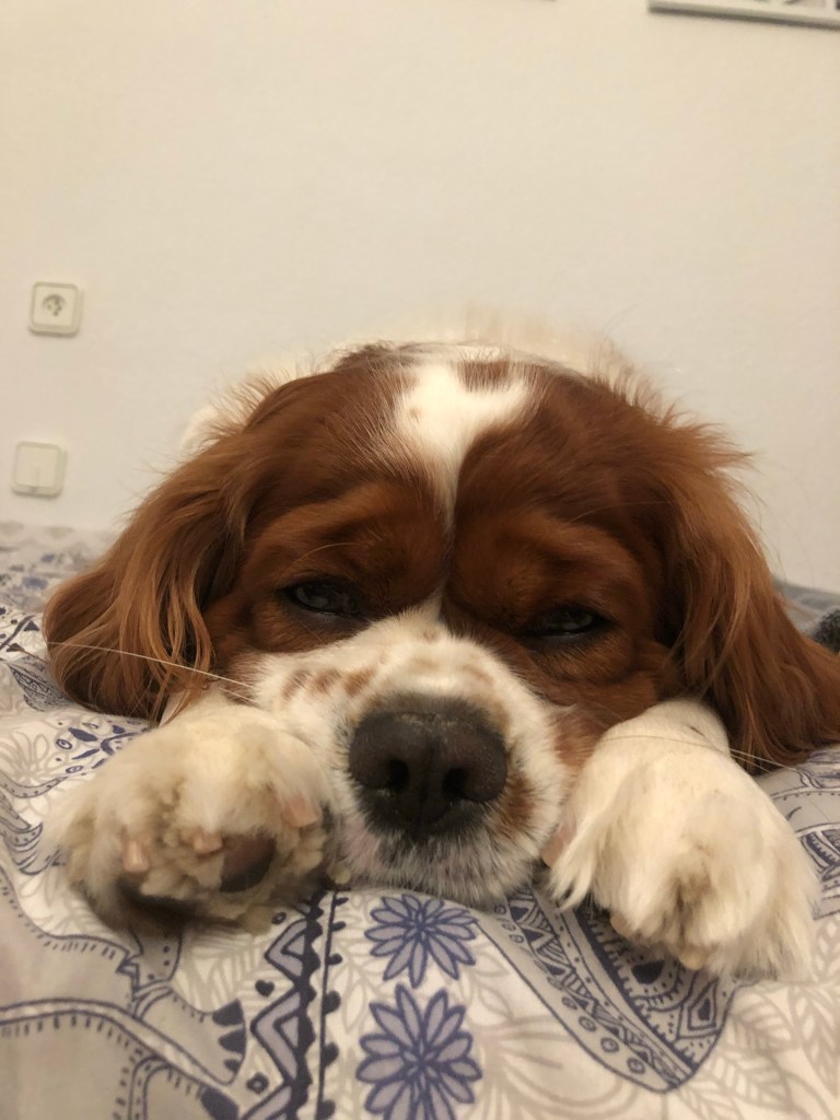 Rio sleeping on the bed 