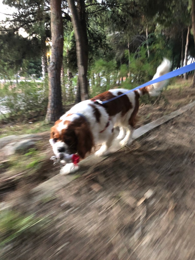 Rio running in the forest Benidorm lockdown 