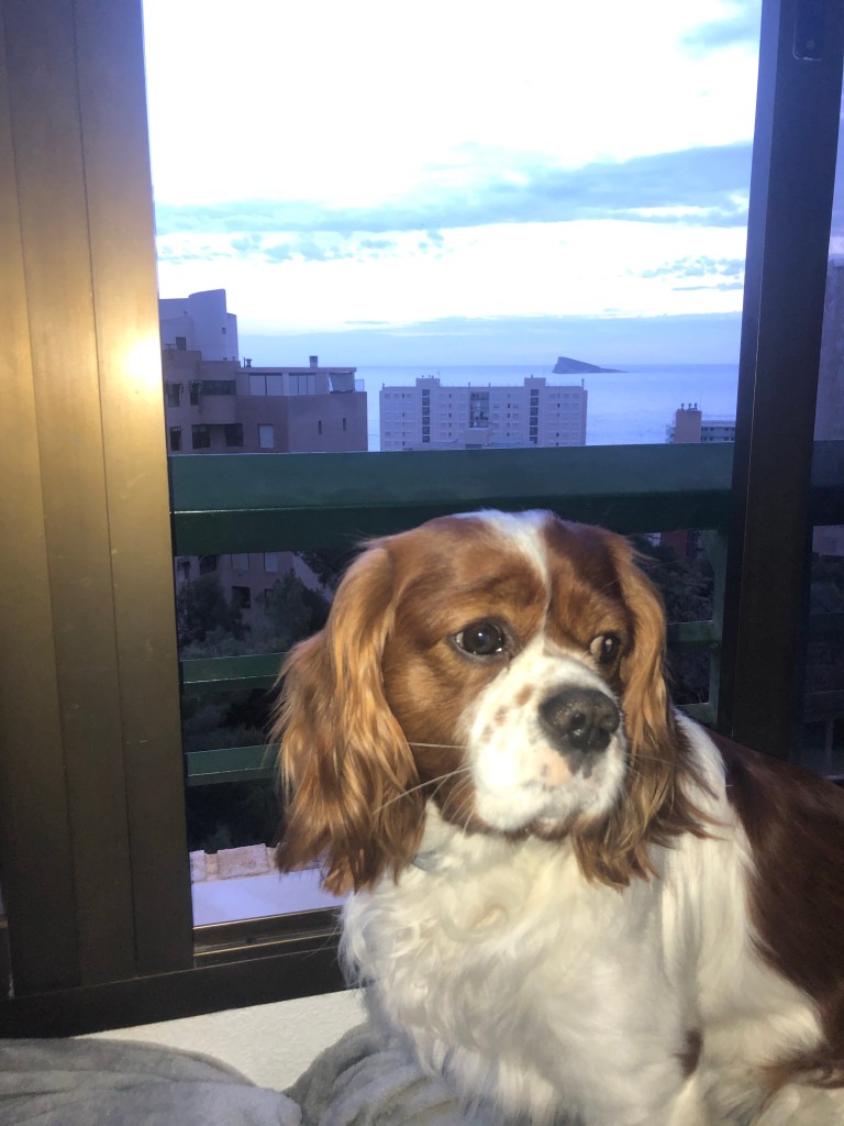 Rio watching the benidorm sunset 