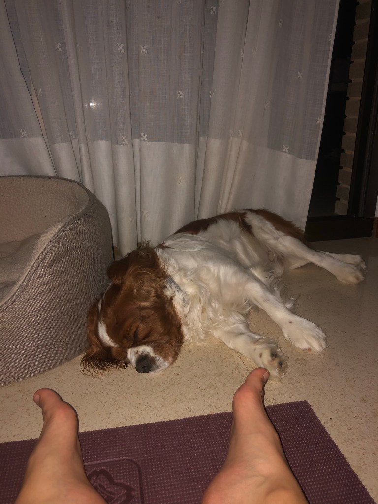 Rio asleep laid out on the floor 