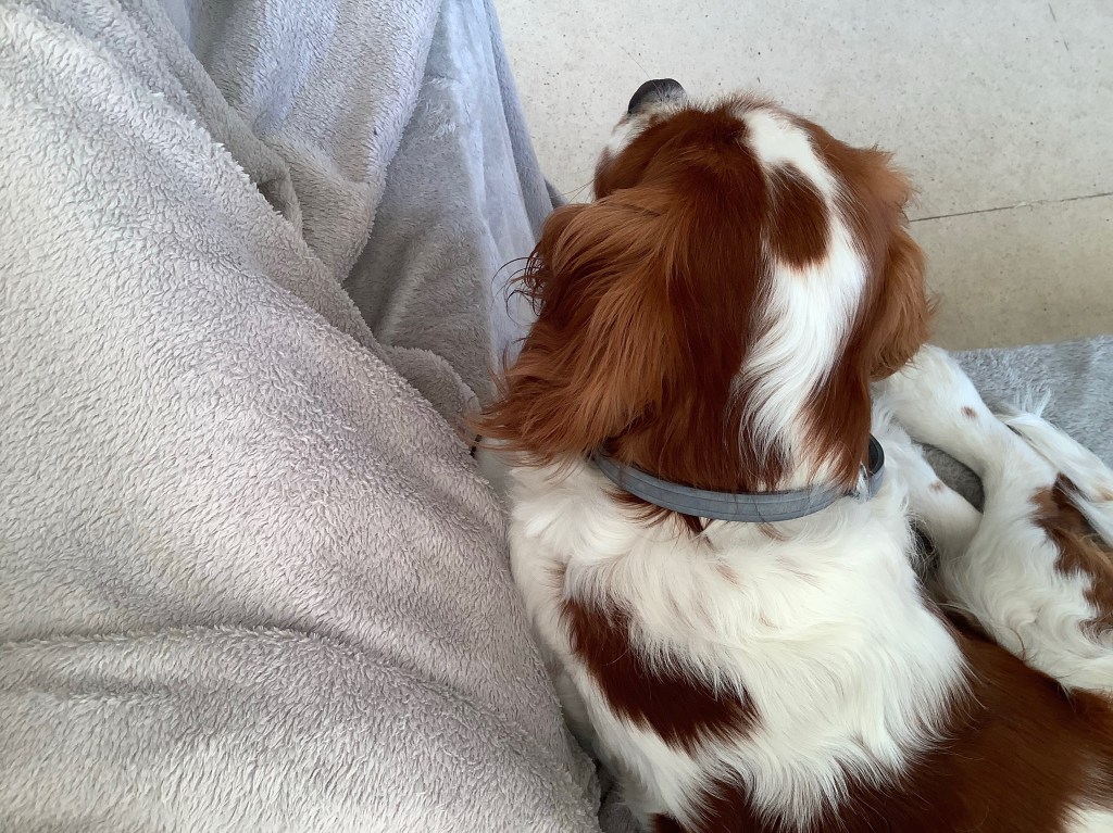 Cuddling my cavalier King Charles spaniel 