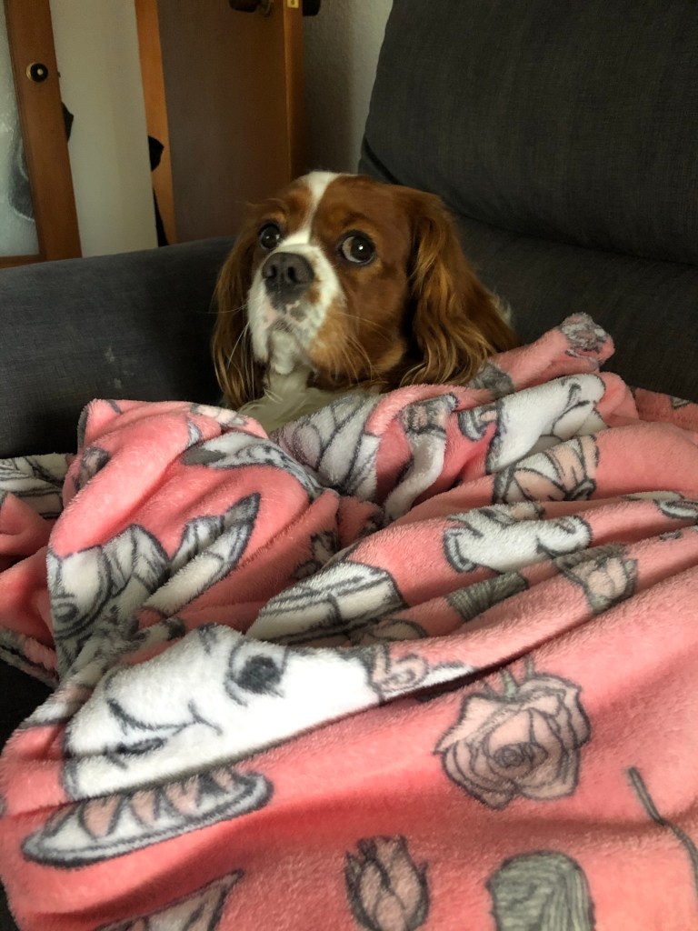 Rio in his blanket 