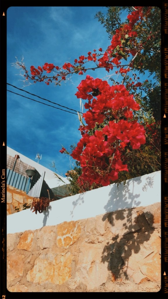 Vintage image bougainvillea  flowers