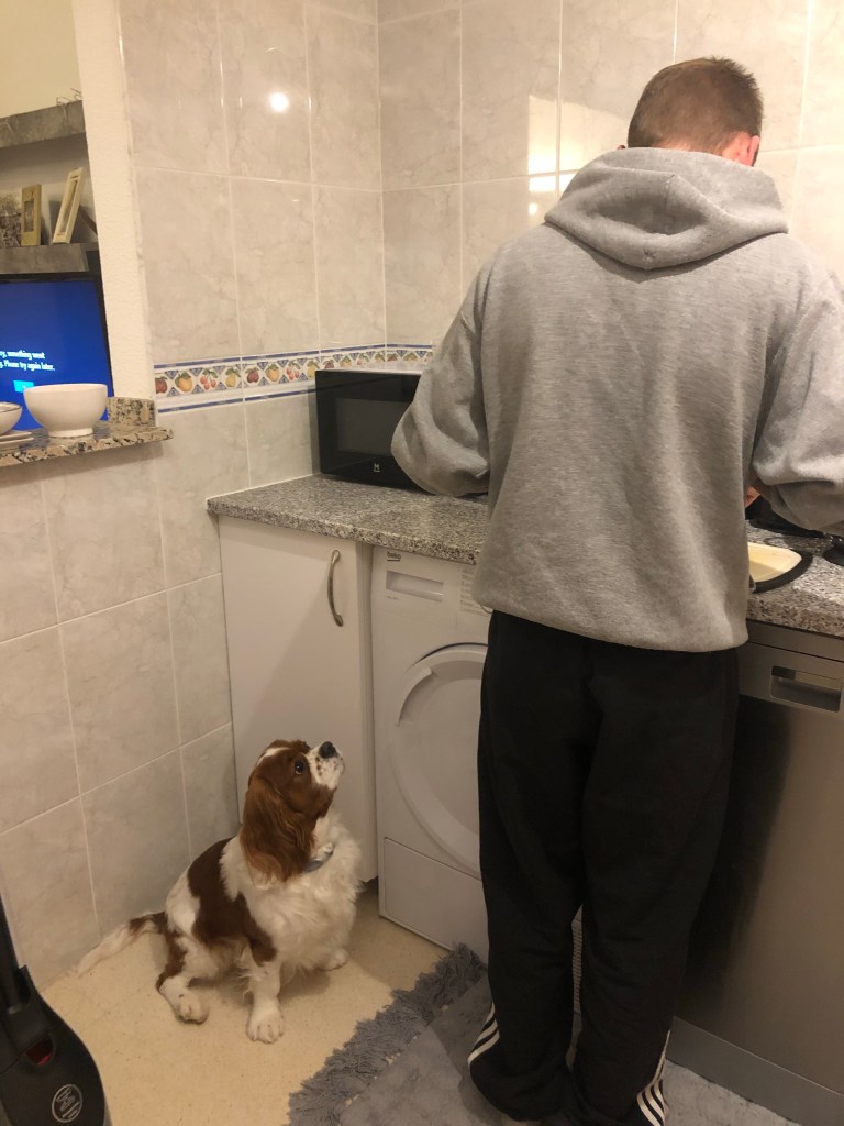 Cooking dog dinner fresh chicken, rice and vegetables 