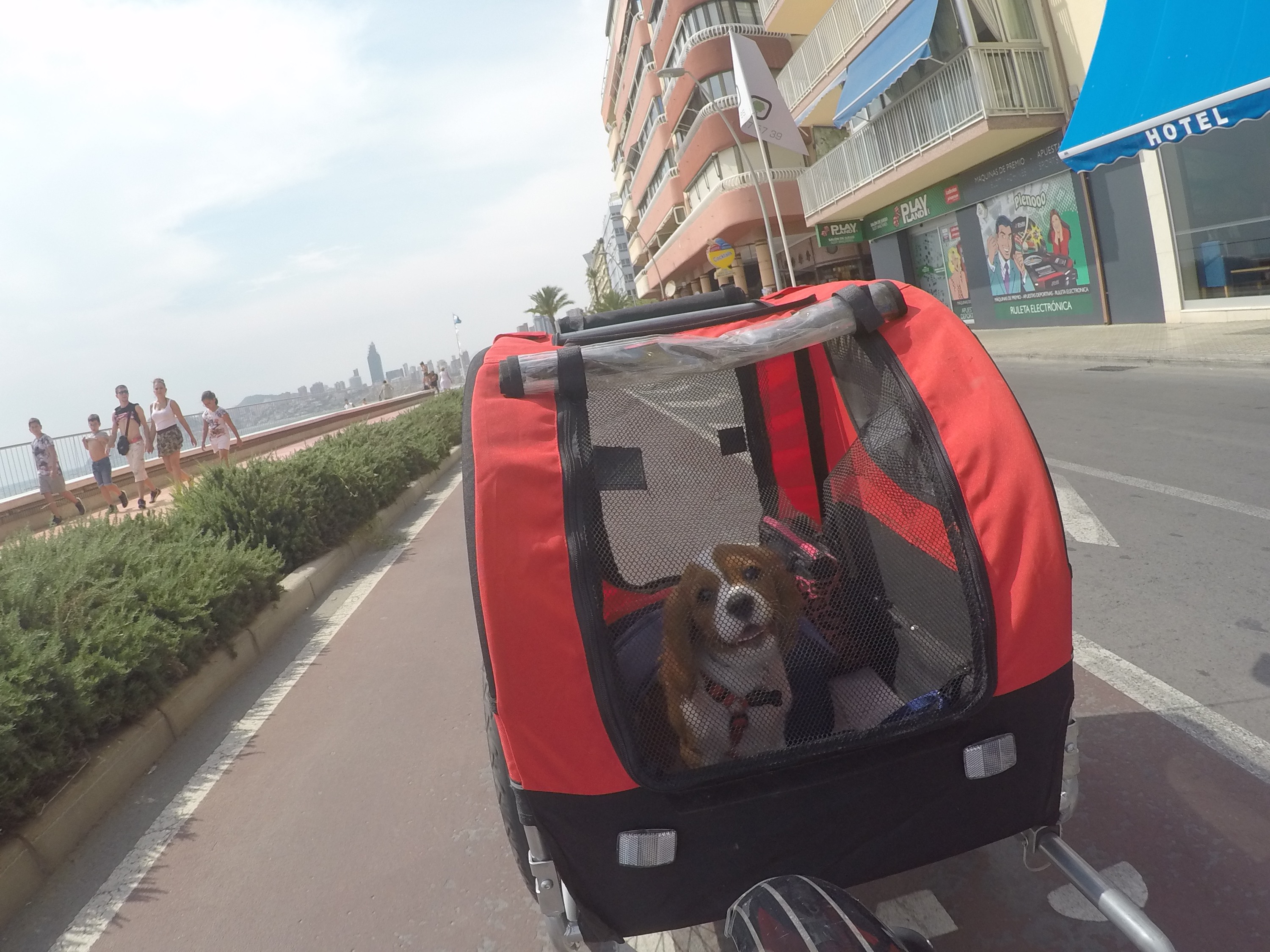 cavalier puppy inside pet carrier poniente beach tao bike