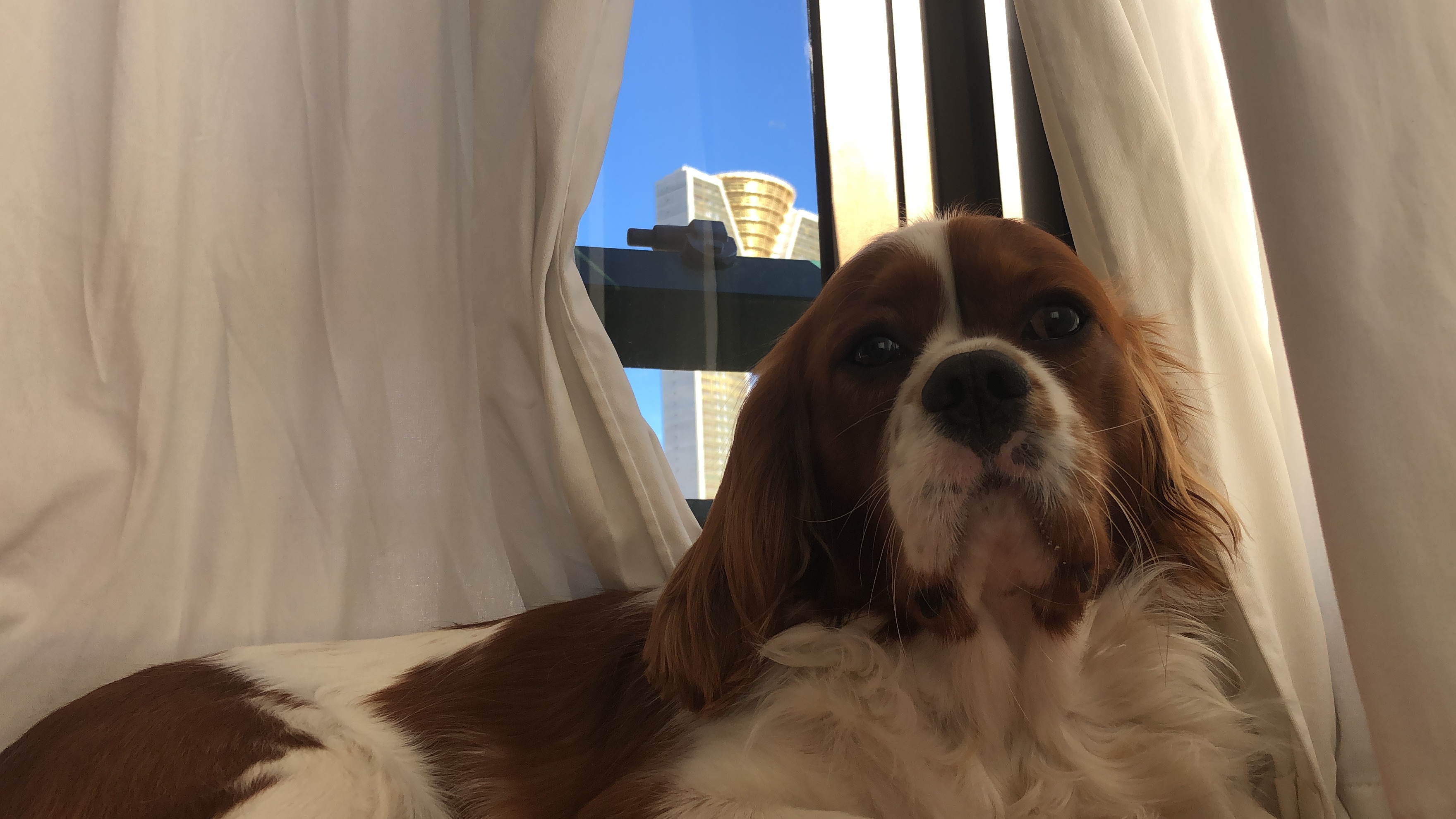 cavalier king charles spaniel with in tempo building