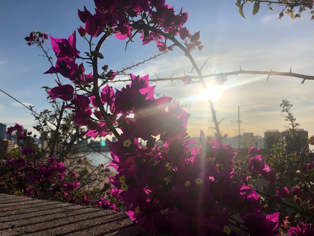 Flowers in Benidorm Spain lockdown 