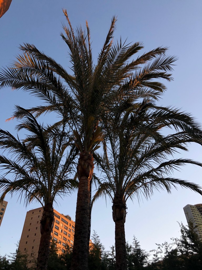 Palm trees Benidorm lockdown diary 