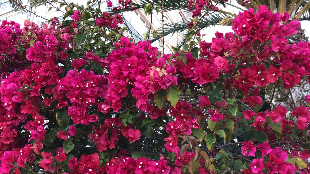 Gorgeous pink spanish flowers