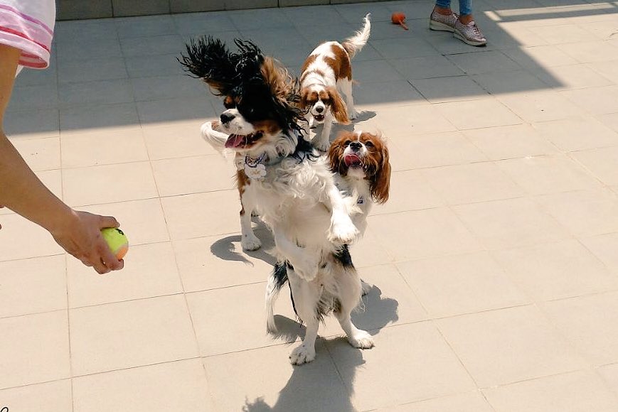 DeNIxOSX0AAb6yB.jpg-large