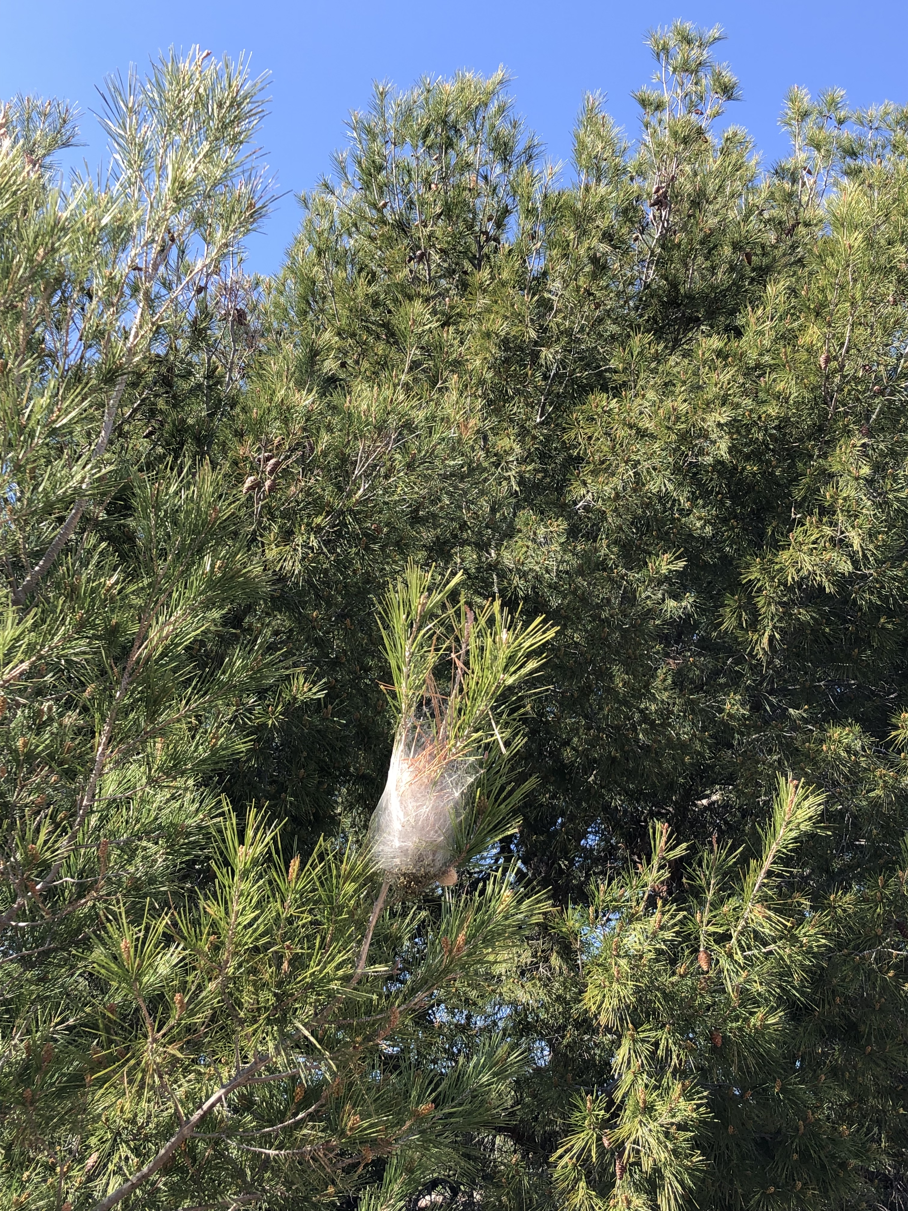 Dangerous caterpillars in Spain