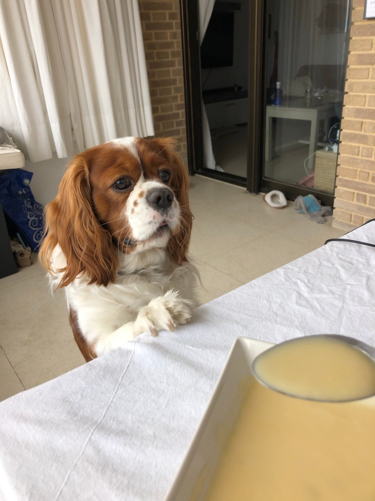 Cavalier King Charles laughing at my soup lunch 