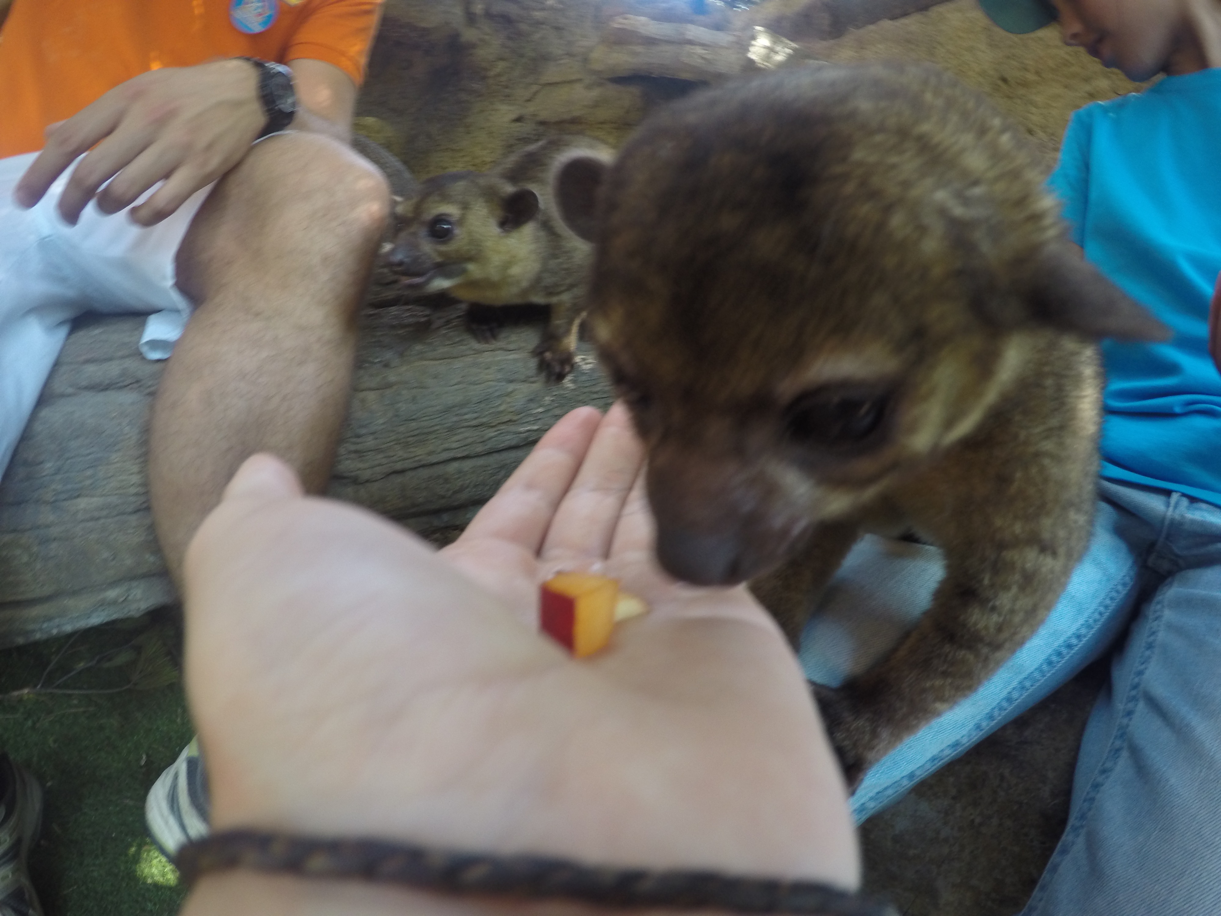 DCIM100GOPROGOPR0561.