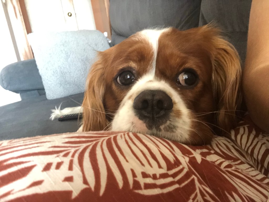 Rio laying on my leg in lockdown 