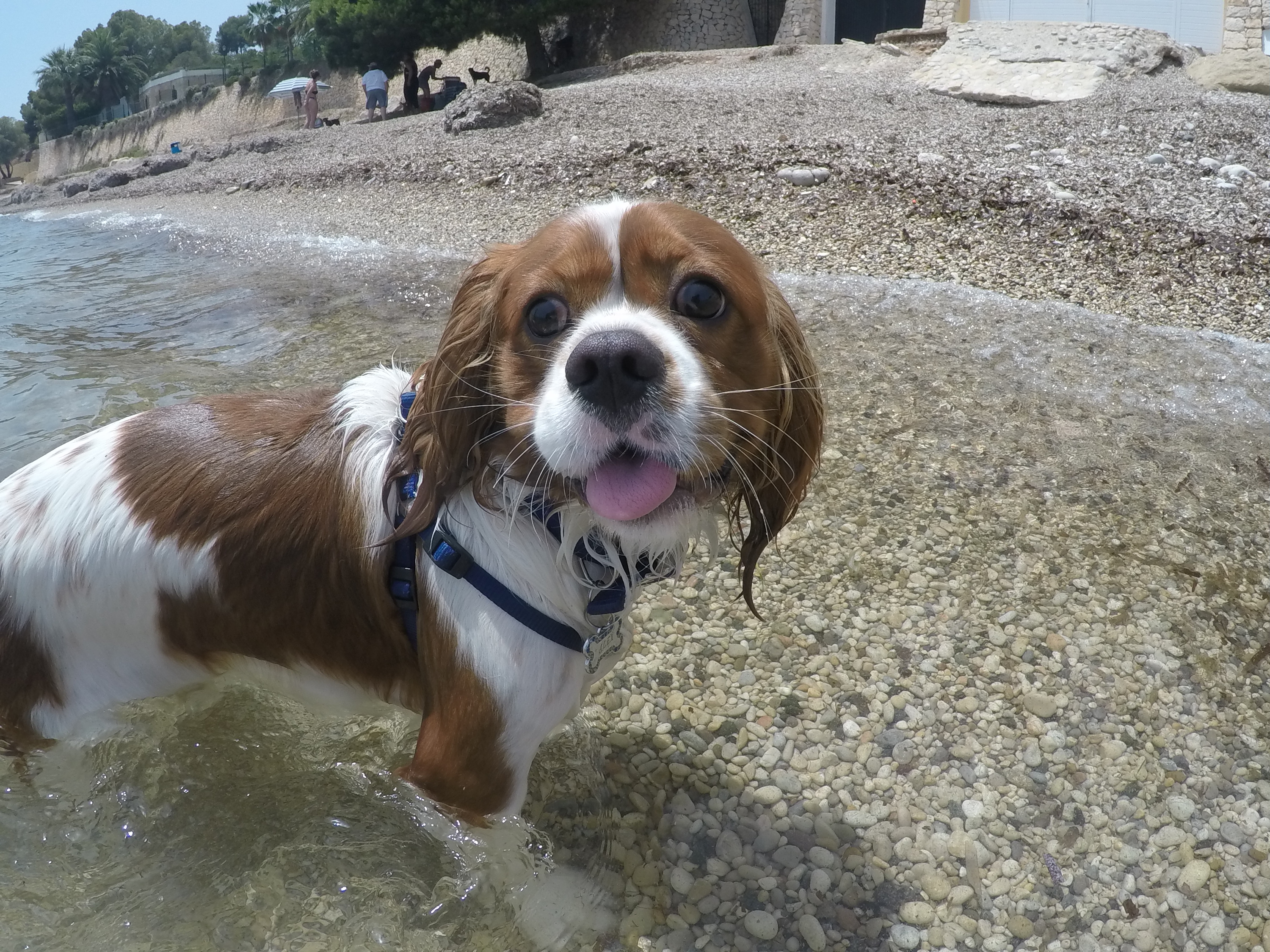 dog laughing in the water of dog beach cavalier king charles