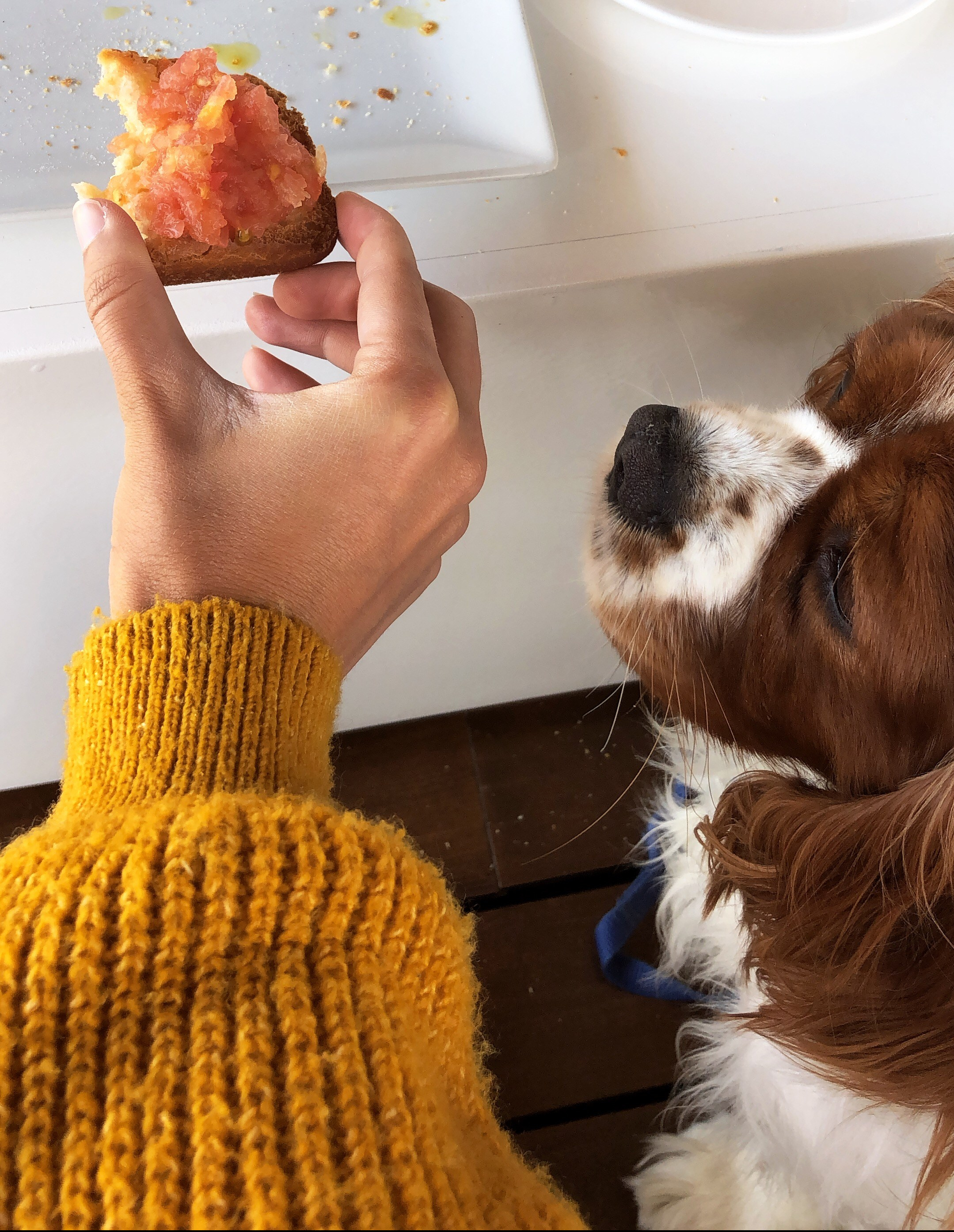 why cavaliers are the best breed