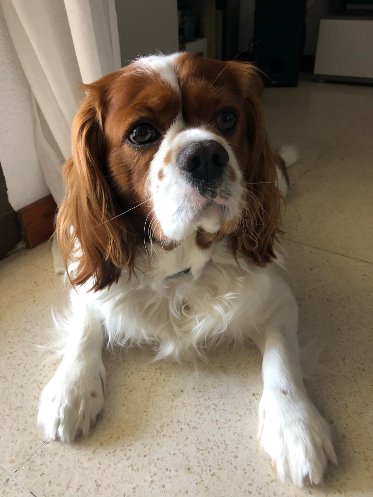 My beautiful cavalier King Charles spaniel laying down 