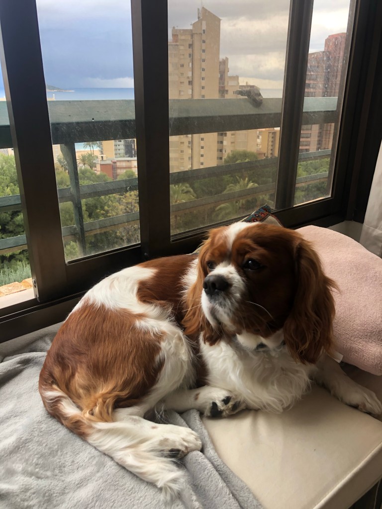 Rio cavalier in Benidorm