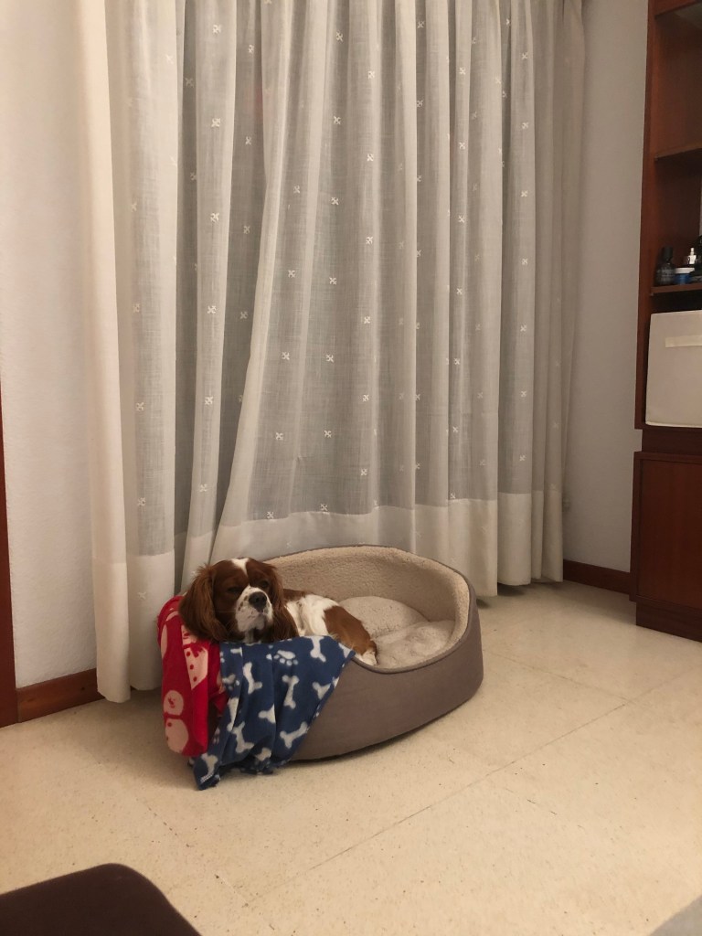 Rio getting ready to sleep 