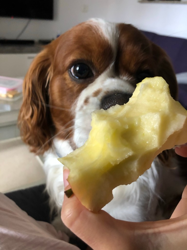 Rio eating an apple in lockdown  