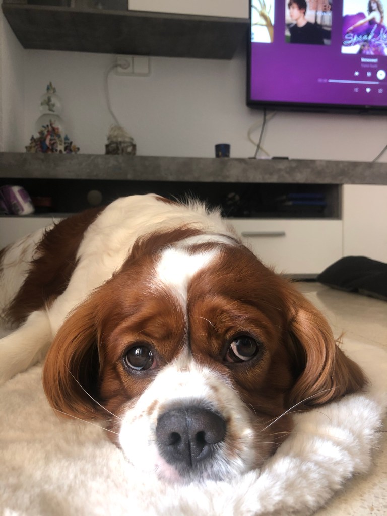 Cute puppy cavalier King Charles spaniel 