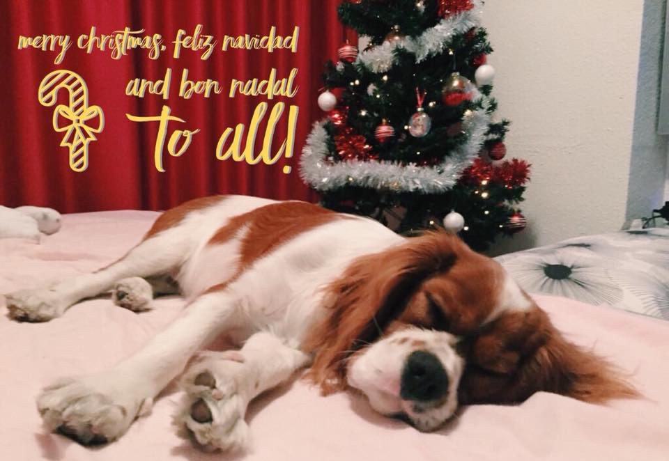 cavalier king charles asleep in front of christmas tree merry christmas writing feliz navidad and bon nadal